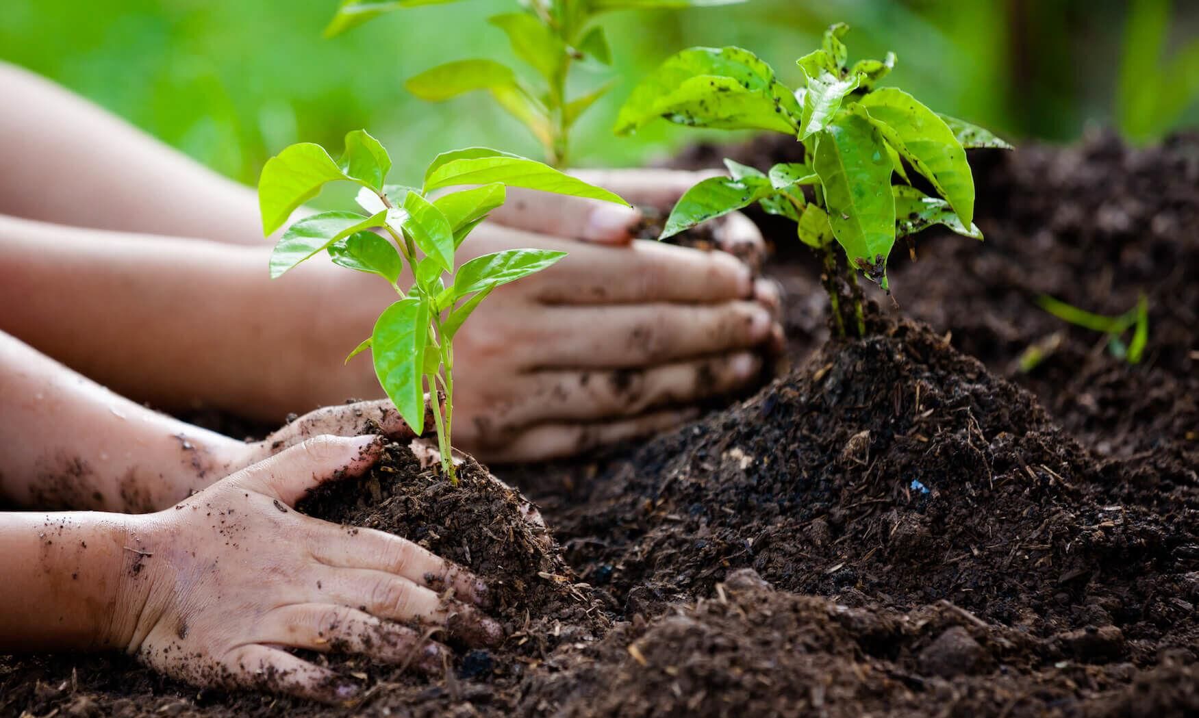 भारत में पर्यावरण को स्वच्छ रखने में आदालतों, पर्यावरण,वन और जलवायु परिवर्तन मंत्रालय