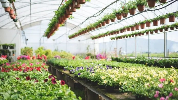 दिल्ली एनसीआर में यहाँ से खरीदें सस्ते और अच्छे गमले, आपका वीडियो नहीं होगा वायरल