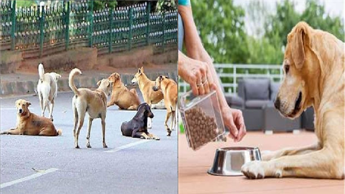 गाजियाबाद में स्ट्रीट डॉग्स के आतंक को लेकर कानून सख्त, खाना खिलने पर भी लगेगा जुर्माना : Gazab Ghaziabad 